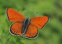 Lycaena thersamon.jpg
