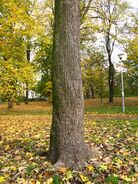 Magnolia acuminata trunk.JPG