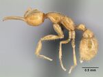 Martialis heureka CASENT0106181 1.jpg
