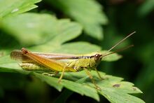Mecostethus parapleurus male (3788708222).jpg