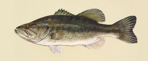 Micropterus salmoides.jpg