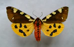 Pericallia matronula.jpg