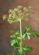Petroselinum.jpg