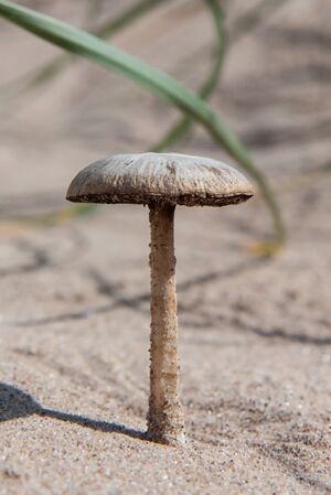 Psathyrella ammophila crop