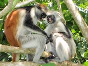 Red Colobus 7.jpg