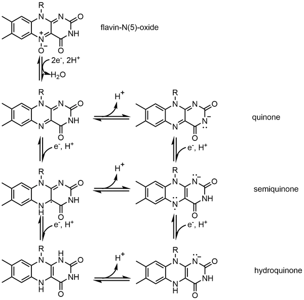 Redox states of FAD.png