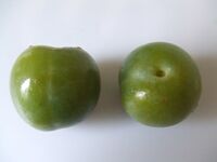 Reine Claude Verte.jpg