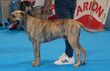 Spanishalanobrindle5.jpg
