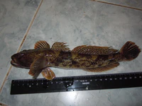 Toad goby from Gelendzhik, Caucasus - 1.jpg
