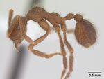Apterostigma pilosum casent0603533 profile 1.jpg