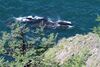 Bowhead whales swimming in Lingolm strait by Vladislav Raevskii.JPG