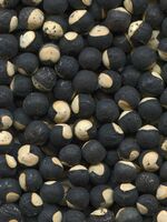 Cardiospermum halicacabum 09.jpg