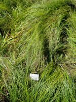 Carex depauperata - Botanical Garden, University of Frankfurt - DSC02725.JPG