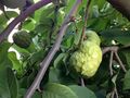 Cherimoya (11107378193).jpg
