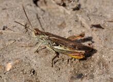 Chorthippus biguttulus qtl3.jpg