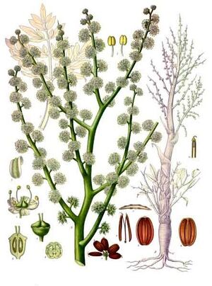 Dorema ammoniacum - Köhler–s Medizinal-Pflanzen-201.jpg