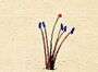 Ehret-Methodus Plantarum Sexualis-E.jpg
