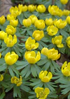 Eranthis hyemalis aka winter aconite 2005 5th april (edit).jpg