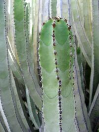 Euphorbia canariensis Malpais2007 02 centro 33.jpg