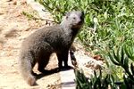 Galerella pulverulenta Small Grey Mongoose.jpg