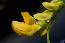 Lathyrus pratensis ENBLA05.jpg