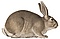 Lepus cuniculus - 1700-1880 - Print - Iconographia Zoologica -(white background).jpg
