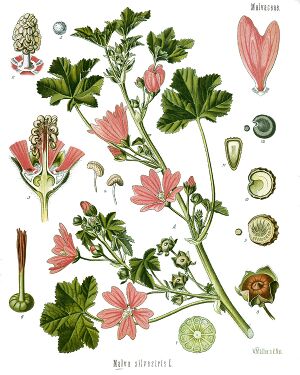 Malva sylvestris - Köhler–s Medizinal-Pflanzen-222.jpg