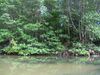 Mangrove in Can Gio forest.jpg