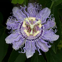 OQ Passion flower.jpg