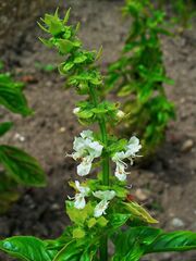 Ocimum basilicum 002.JPG