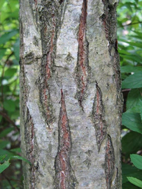 Quercus dentata3.jpg