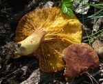 Rohrbacher Goldblatt crop.jpg