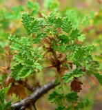 Rosa minutifolia 1.jpg