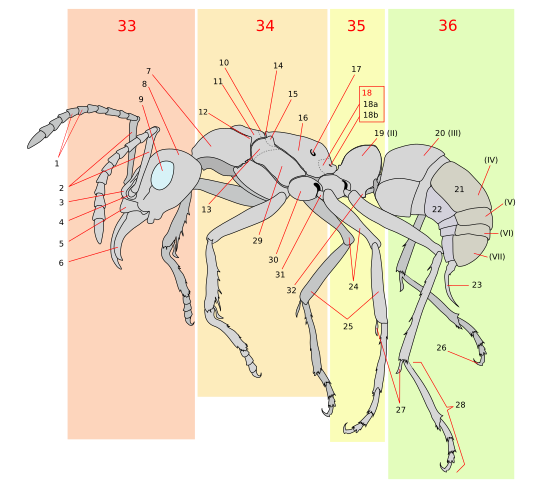 Scheme ant worker anatomy-numbered.svg