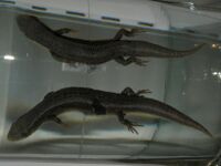 Asymblepharus alaicus horizontal.jpg