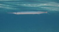Belone belone - Sardegna.JPG
