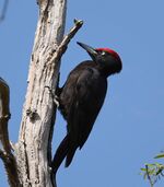 Black woodpecker (Dryocopus martius).jpg