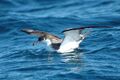Bullershearwater.jpg