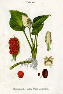 Calla palustris Sturm64.jpg