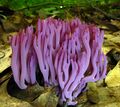 Clavaria zollingeri 90973.jpg