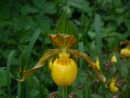 Cypripedium pubescens MLA.jpg
