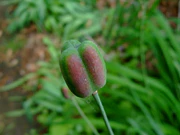 Fritillaria meleagris fruit.jpg