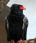 Gaukler-01.jpg