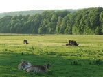 Lainzer Tiergarten Wiese.jpg