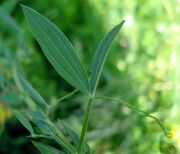 Lathyrus pratensis W.jpg