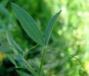 Lathyrus pratensis W.jpg