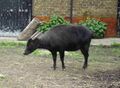Lowland Anoa.JPG