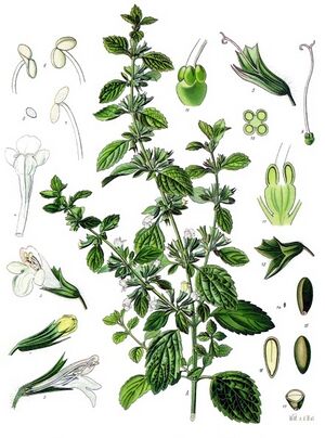 Melissa officinalis - Köhler–s Medizinal-Pflanzen-094.jpg