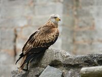 Milvus milvus (portrait).jpg