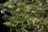 Neckera pennata (a, 144633-474721) 7456.JPG
